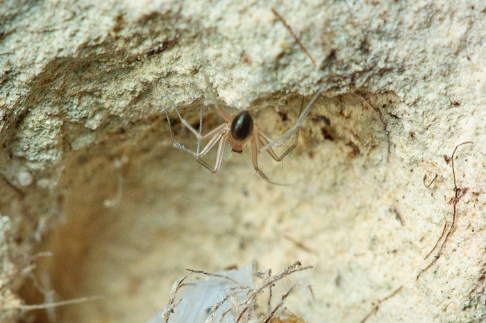 Linyphiidae